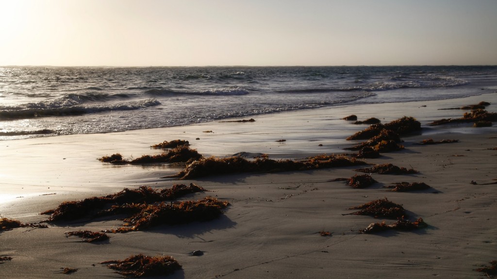 מדוע סוסי ים עוטפים את זנבותיהם סביב אצות